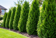 Emerald Green Arborvitae